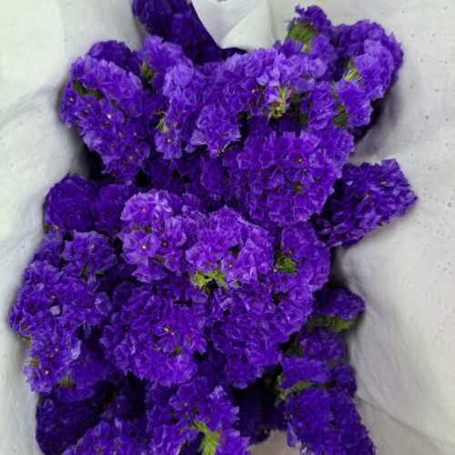 purple statice