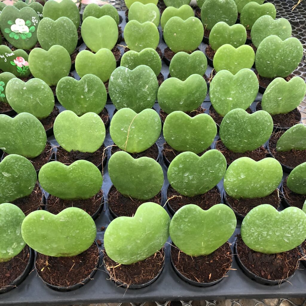 heart plant