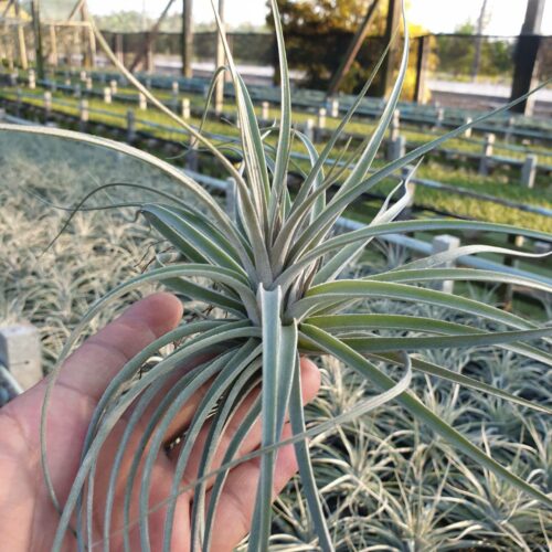 Stricta hybrib