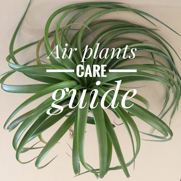 airplant care guide