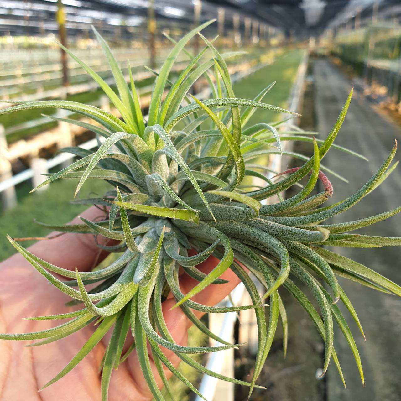 ionantha