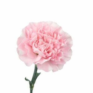 pink carnation