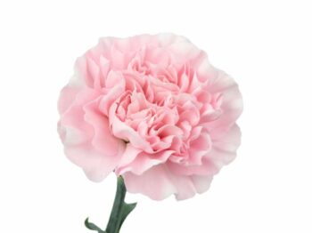 pink carnation