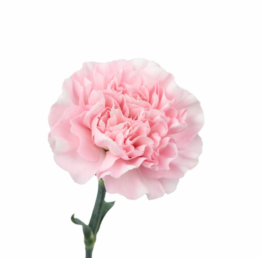 pink carnation