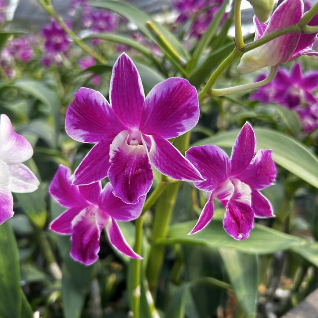 Lee Orchid