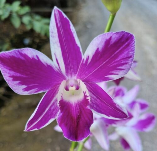 leeorchid