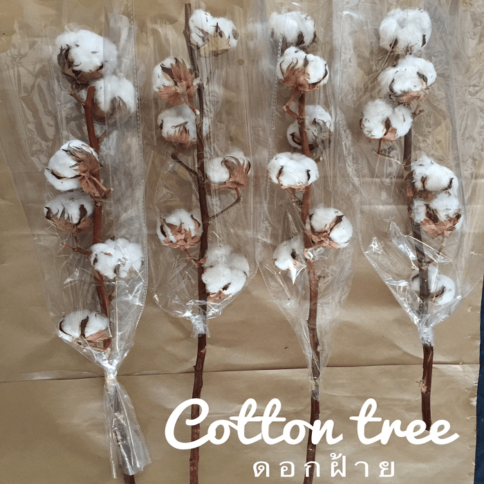 cotton flower