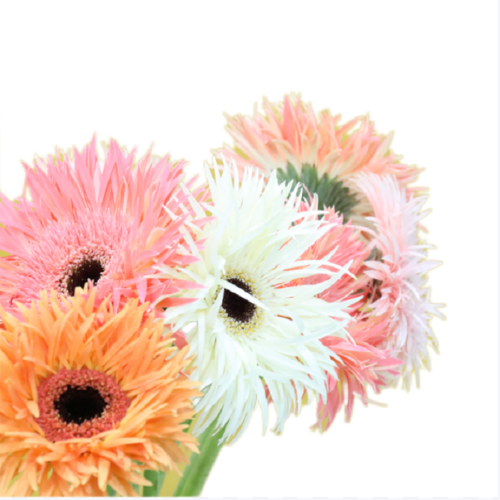 gerbera new