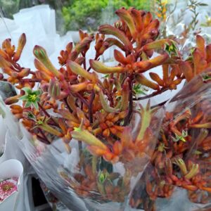 kangaroo's paw orange