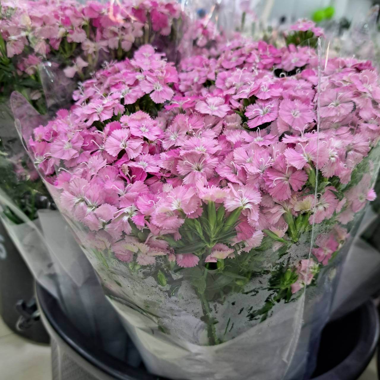 pink sweet william