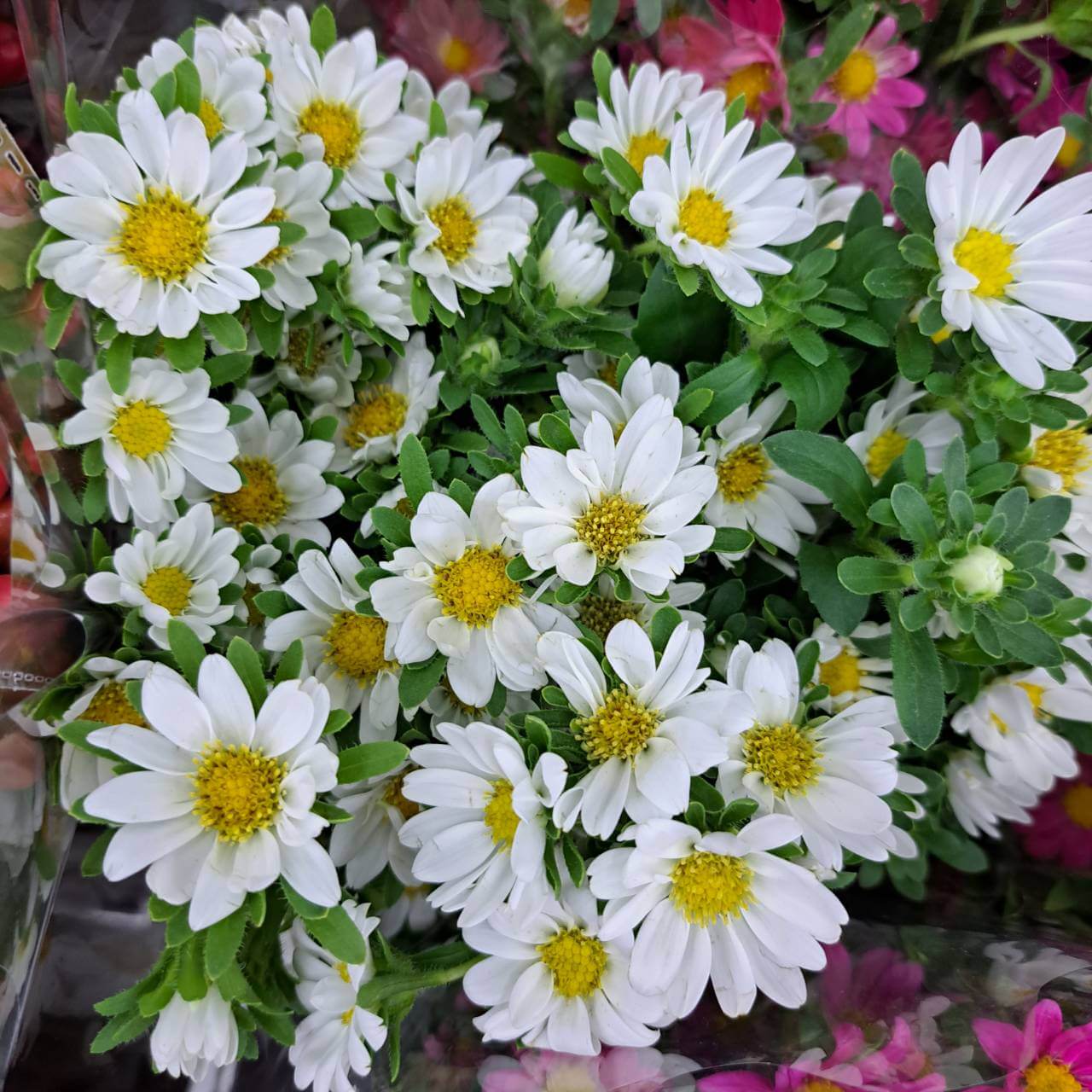 white aster