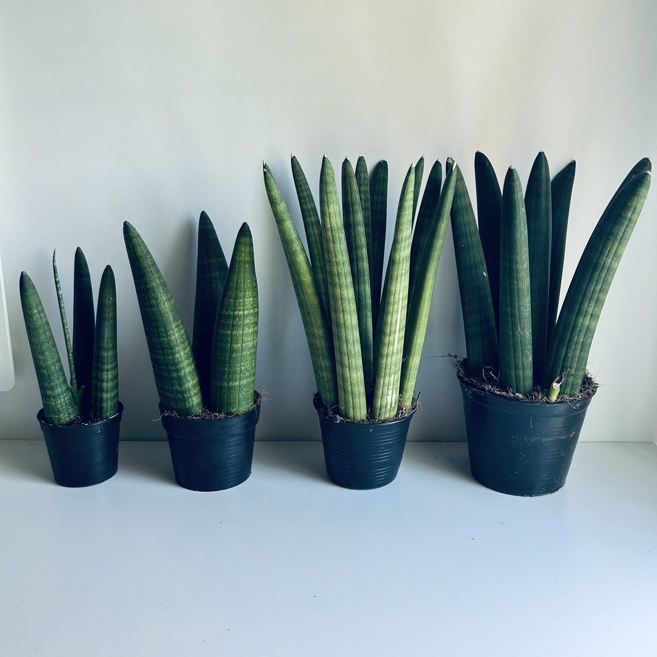 Sansevieria cylindrica