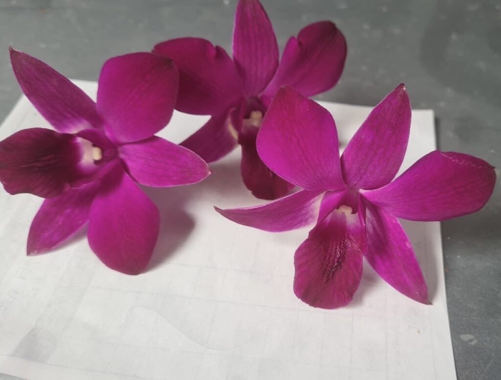 leeorchid